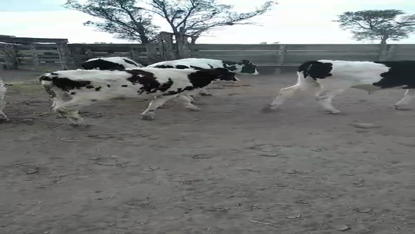 Lote 20 Novillitos Holando Argentino en Col. Bigand, Santa Fe