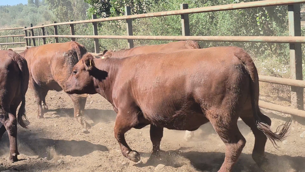 Lote 50 Vaquilla Gorda en Pelarco, VII  Región Maule