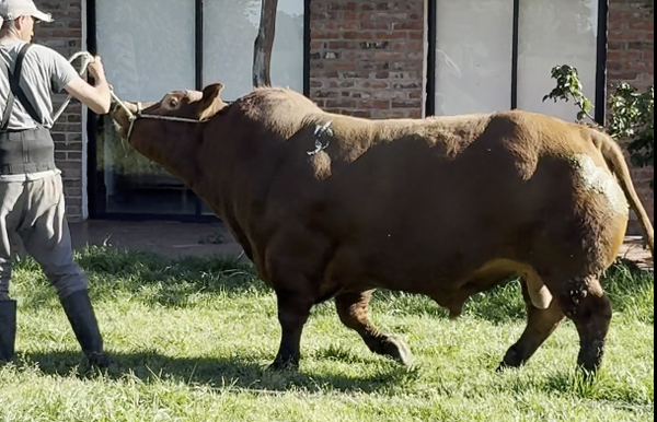 Lote TANGIO ASTUTO TE