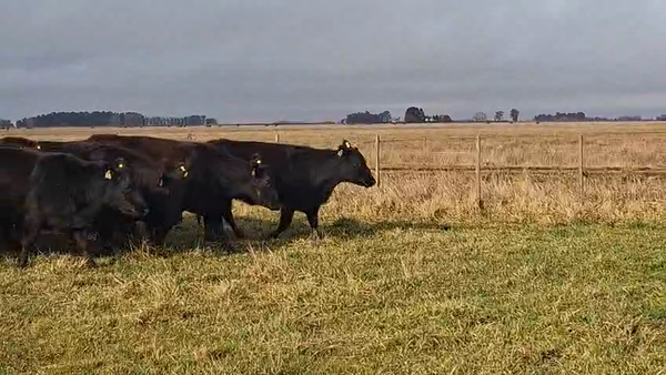 Lote 19 Vacas Preñadas y Paridas