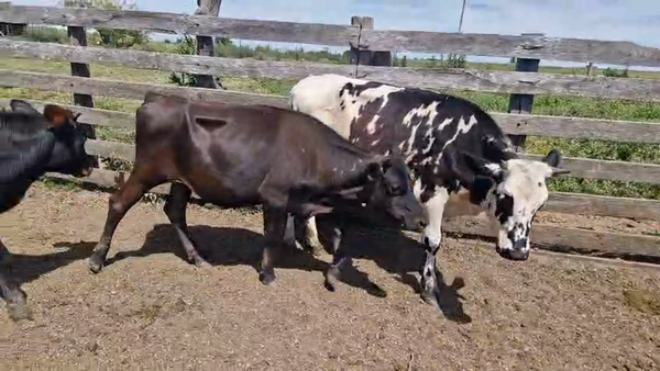 Lote 3 Vaquillonas , San José