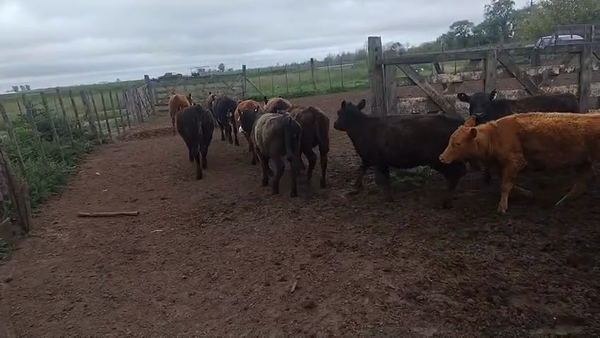 Lote 25 Terneras