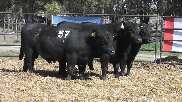 Lote TOROS ANGUS NEGROS PC