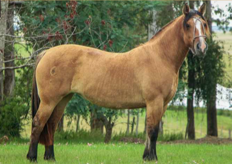 Lote DAMA DE LA COLINA