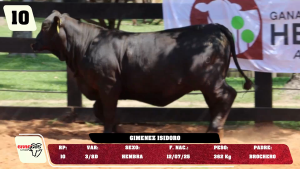 Lote LOTE 10 -JUNIOR
