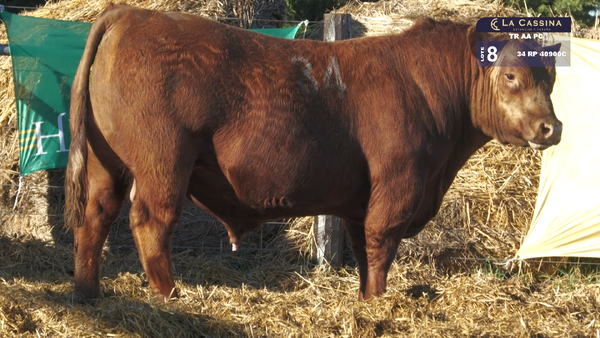 34 40900C — TOROS ANGUS PURO CONTROLADO