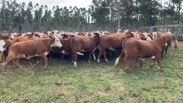 Lote 57 Vaquillonas P/ entorar en Ituzaingó, Corrientes