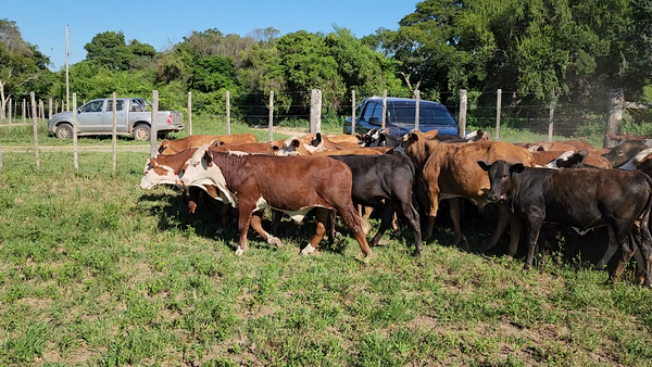 Lote 80 Terneros/as en Lomas de Vallejos, Corrientes