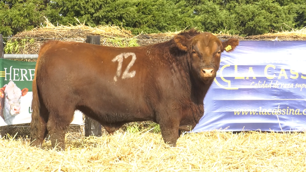 22 - 4256C — TOROS ANGUS PURO CONTROLADO