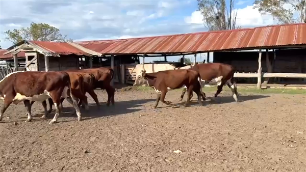Lote 20 Vacas medio uso C/ gtia de preñez