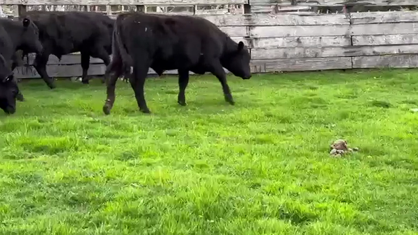 Lote 32 Ternero en Cisnes, XI Región Aysén
