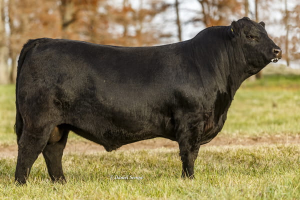 Lote Toro Puro de Pedigree Negro