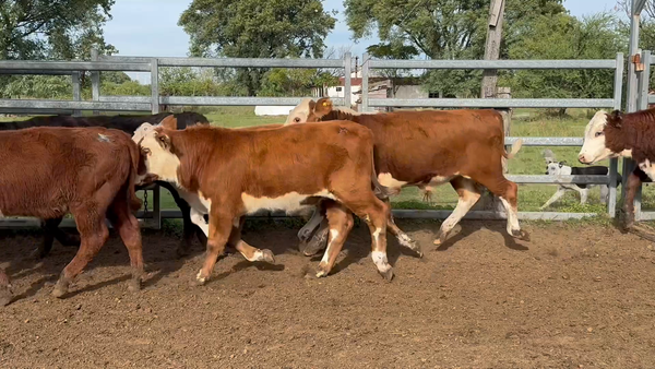 Lote 105 Terneros