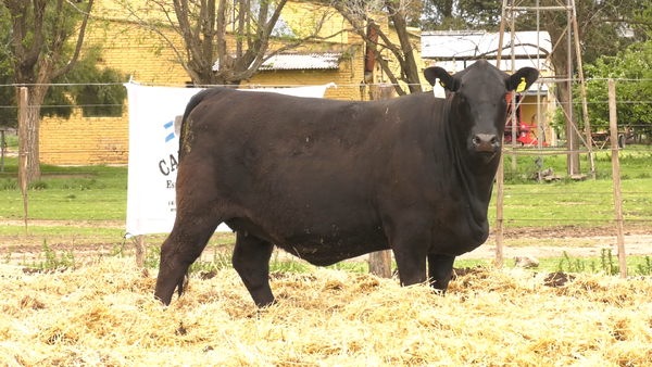 Lote HEMBRAS BRANGUS REGISTRO CONTROLADO