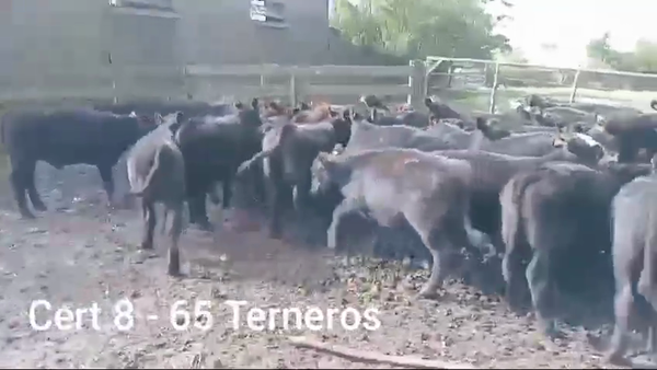 Lote TERNEROS