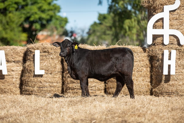 Lote Reproductores Altohondo - Lote 24