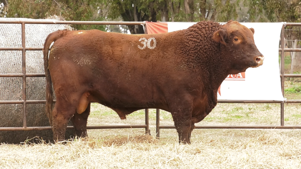 Lote TOROS ANGUS COLORADOS  PC