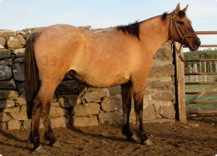 Lote Pantera Gaitera