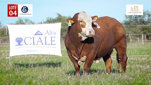 Lote LOTE 4 - TORO BRAFORD NO. 8