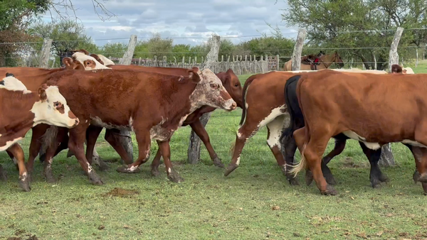Lote 48 Vaquillonas en Corrientes, Curuzu Cuatia