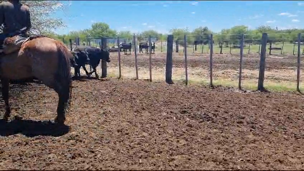 Lote 46 Vaquillonas preñadas en Victoria, Entre Ríos