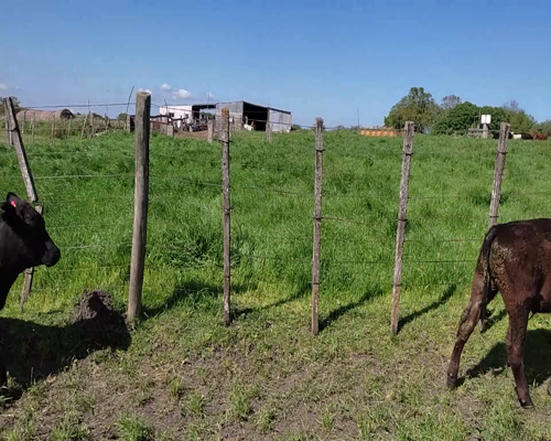 Lote (Vendido)12 Terneros 5 NO,  2 HE X RA,  2 AA X HE Y 3 AA 186kg - , San José