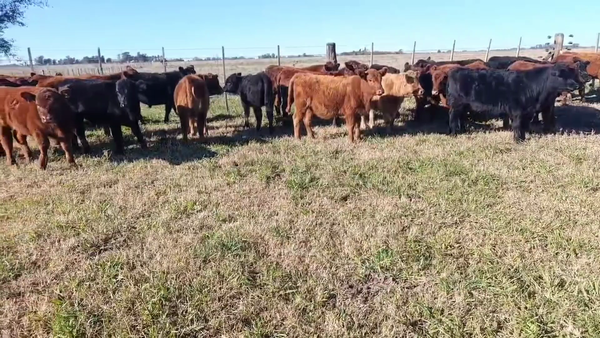 Lote 42 Terneros/as