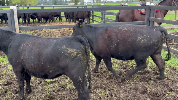 Lote 2 Vaquilla Encaste