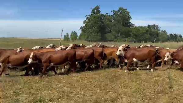 Lote 82 Novillos