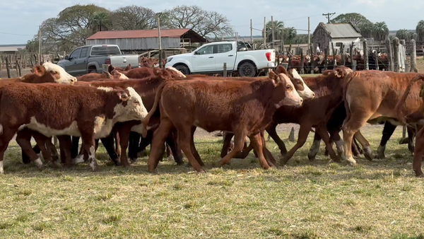 Lote 100 Terneras y vaquillas en Corrientes, Perugorría