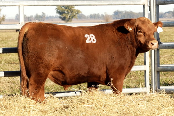 28 — TOROS ANGUS PUROS CONTROLADOS
