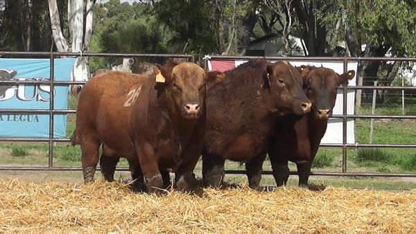 Lote TOROS ANGUS COLORADOS PC