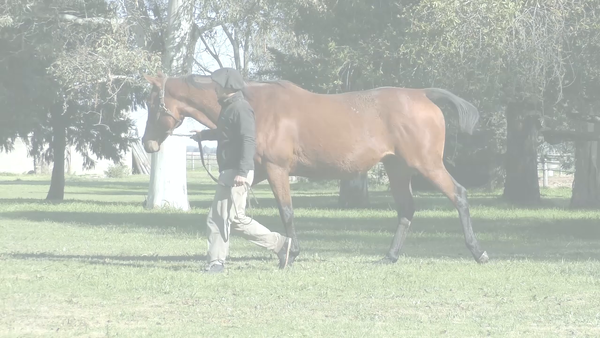 Lote LABEEBA (LIZARD ISLAND -  AREEJ)  Preñez por STORM EMBRUJADO