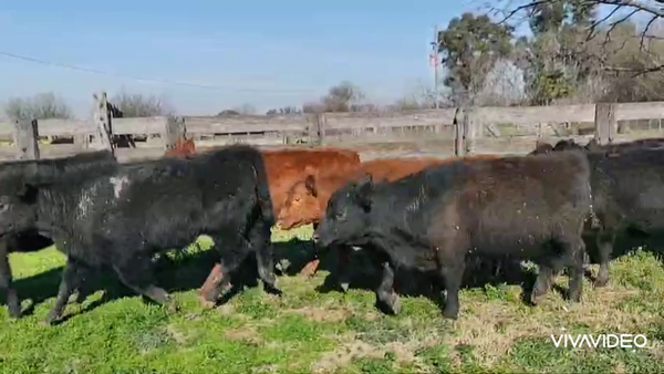Lote 92 Terneros/as en Magdalena, Buenos Aires