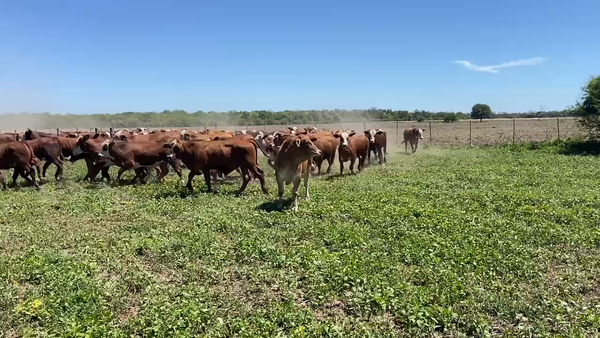 Lote 85 Novillitos en Ibarreta, Formosa