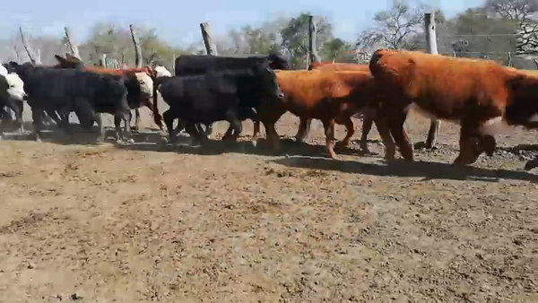 Lote 90 Terneros/as en Federal, Entre Ríos