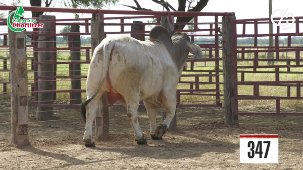 Lote Brahman