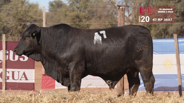 Lote BRANGUS NEGROS 3 AÑOS
