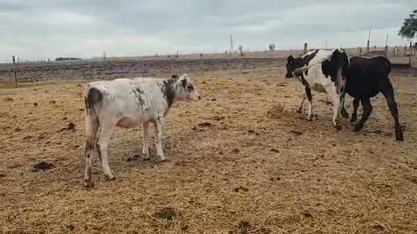 Lote 12 Terneros y Terneras Normando y Holando en Chamizo