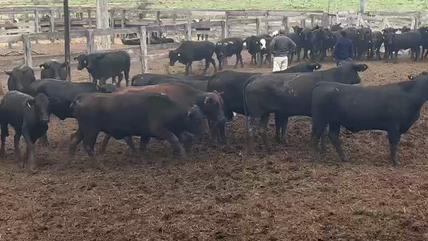 Lote 100 Vaquillonas preñadas en Formosa, Las Lomitas