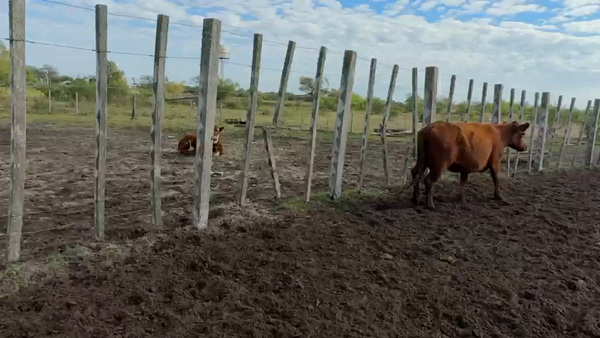 Lote 47 vaquillonas