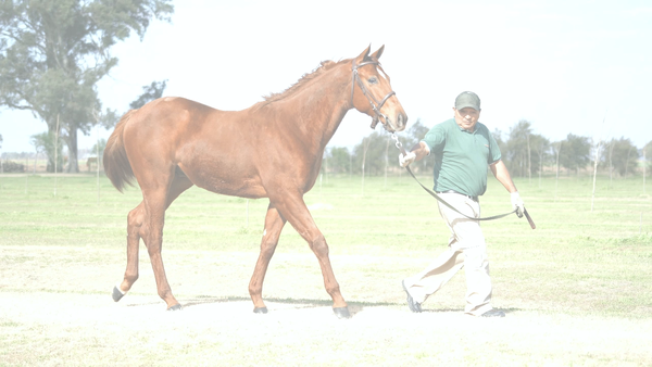 Lote SPARTANO HIGH (SAFETY CHECK -  TODA SIEMBRA)