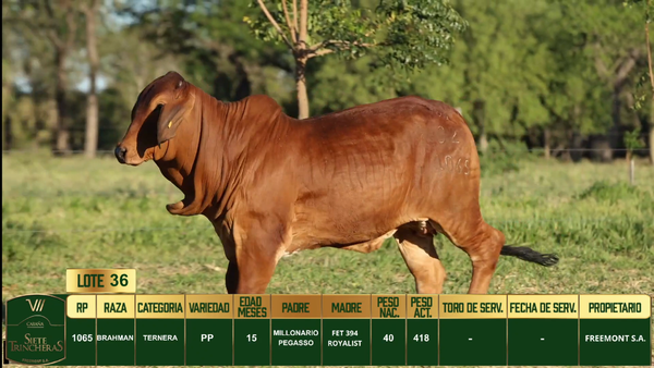 Lote LOTE 36