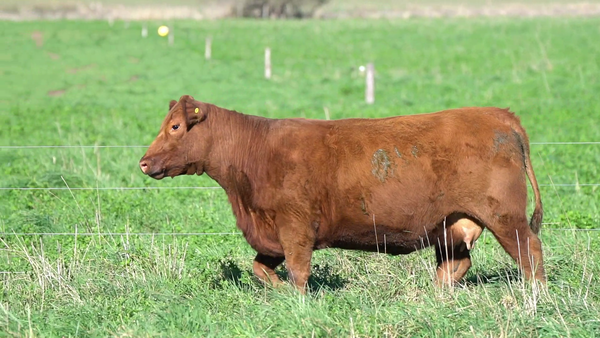 Lote VAQUILLONA PP