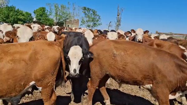 Lote 60 Novillitos Braford en Col. Aldao, Santa Fe