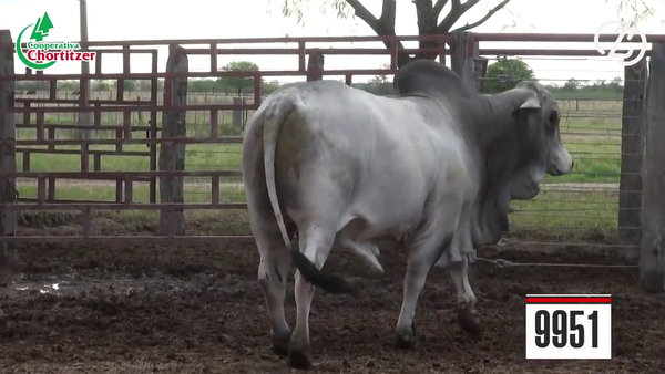 Lote Brahman