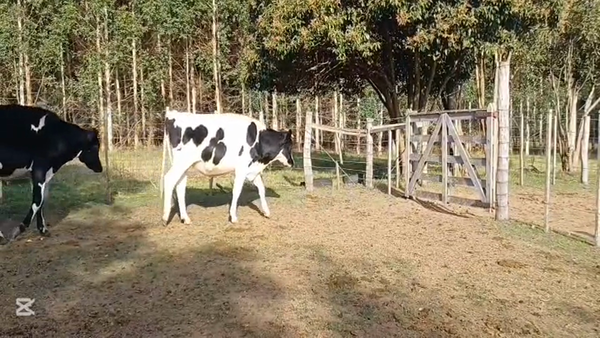 Lote NOVILLOS HOLANDO