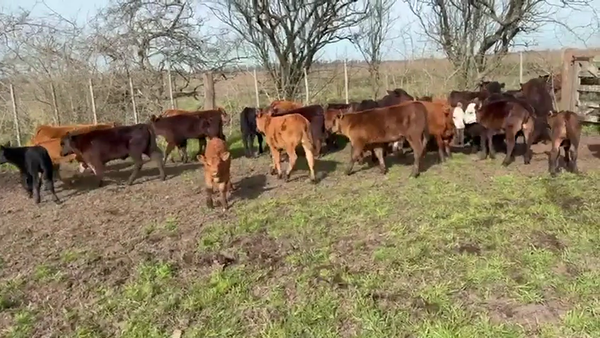 Lote 60 Terneros/as a término