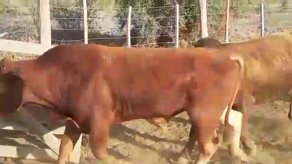 Lote 25 Toros de invernar en Las Lomitas, Formosa