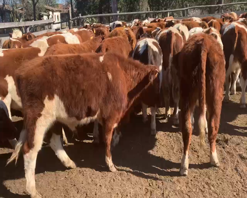 Lote 60 Ternero en San Javier, VII  Región Maule